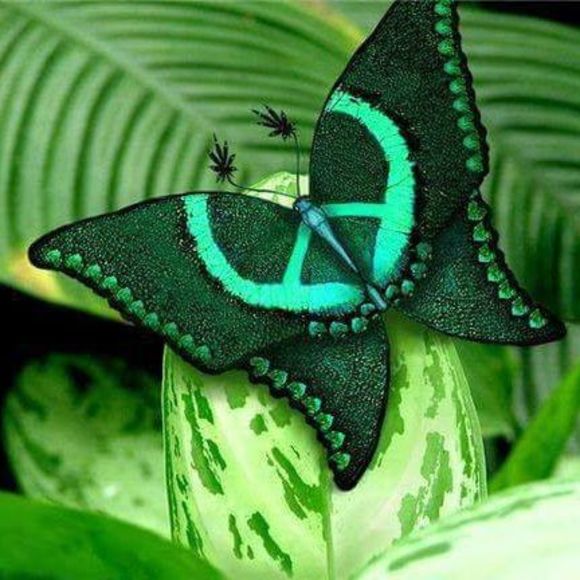 Meet your Posher, Tiffany - Picture 1 of 1